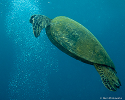 Color photograph of a green sea turtle looking and moving diagonally up.