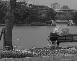 Black and white photograph of an elderly woman hidden by an umbrella sitting on a park bench looking at a pond with a bridge and cityscape in the background.